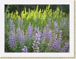 Wyoming2008 049 * Wildflowers * Wildflowers * 3072 x 2304 * (4.58MB)